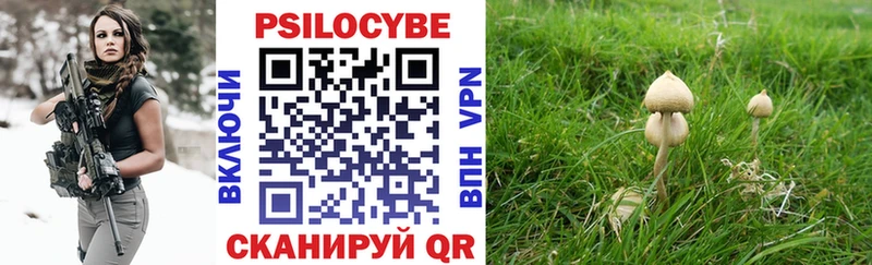 купить наркоту  Апрелевка  Псилоцибиновые грибы Cubensis 